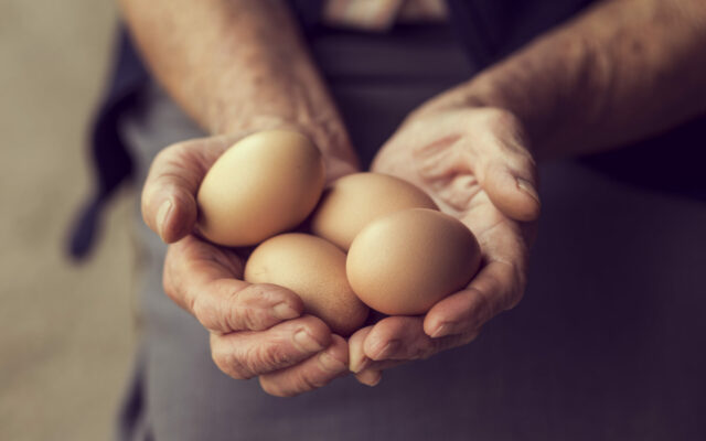 Farm Fresh Eggs … Thanks Big Al!