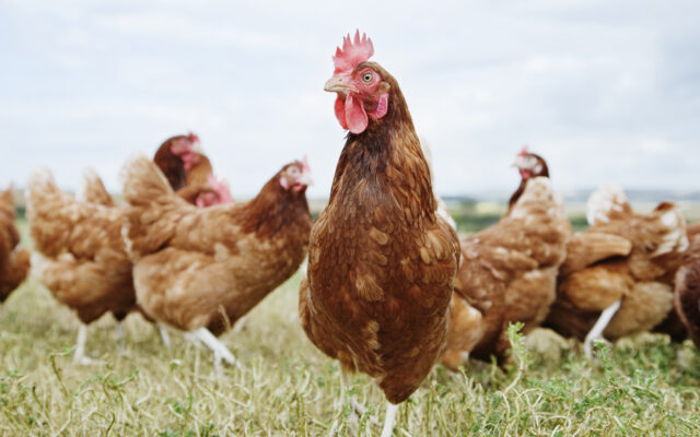 Just So You Know: Chickens Can Communicate